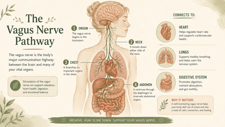5-Minute Vagus Nerve Resets: How Humming and Breathing Support Nervous System Regulation 2 Vagus nerve pathway infographic showing brain to organ connections and nervous system functions clearly.